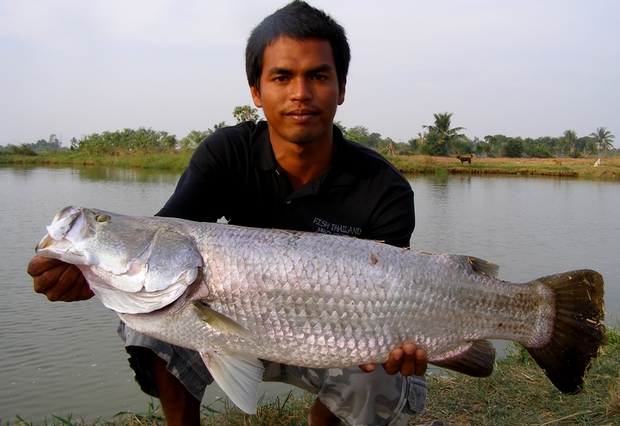 Lure fishing Thailand at Pilot 111 fishing ponds for snakehead, featherback, redtail catfish & barramundi