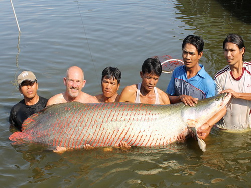 300lb arapaima caught fishing in Bangkok