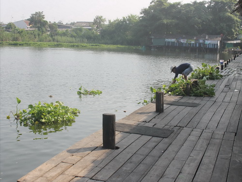 Bungsamran Lake home to Thailands biggest arapaima