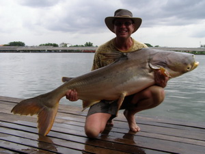 Mekong giant Catfish