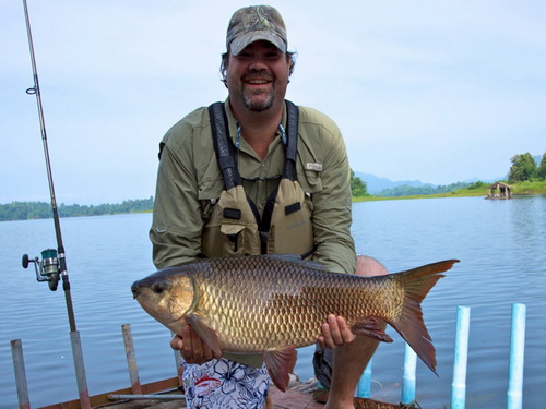 rohu / Indian carp thailand