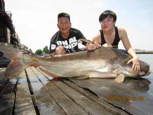 monster fish thailand