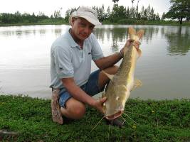 Asian redtail catfish fishing thailand