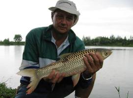 Mad barb fishing thailand