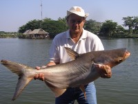 Mekong giant catfish fishing in Bangkok