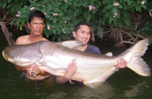 120lb Mekong giant catfish