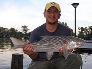 Mrigal fishing in Thailand