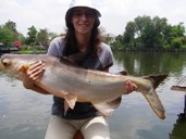 giant mekong catfish