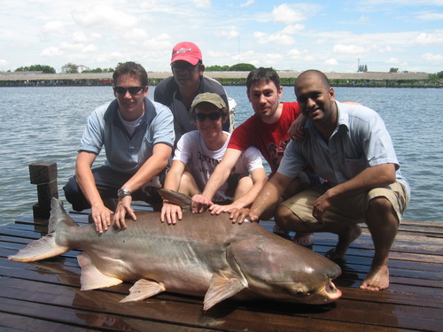 Mekong Giant Catfish