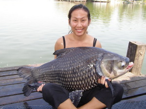 Siamese giant carp fishing in Bangkok Thailand