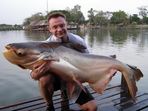 Giant Mekong catfish