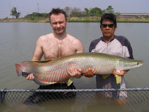 Arapaima fishing in Thailand