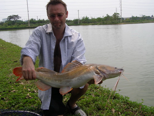 Asian Redtail Catfish native fish of Thailand
