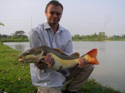 Amazonian Redtail Catfish fishing Thailand