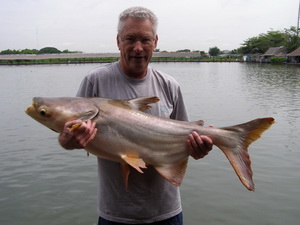 Mekong giant catfish