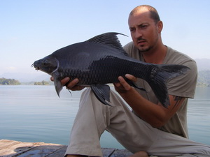 Fish Thailand's Eddy Mounce with a black carp from Khao laem Dam