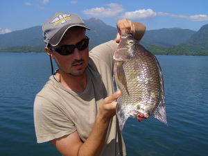 Tilapia - victim of a savage snakehead attack