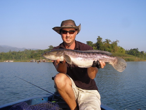 Giant Snakehead fishing Thailand at Khao Laem Dam