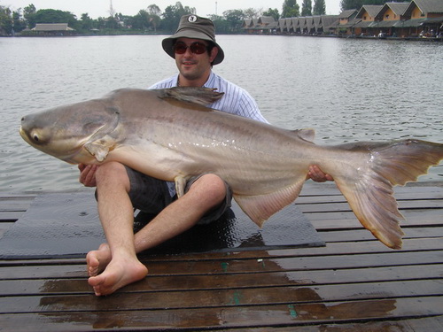165lb Mekong Giant Catfish