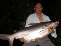 Mekong Giant Catfish Fishing in Thailand