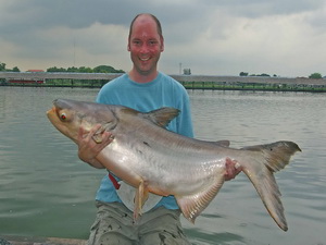 Mekong giant catfish Thailand