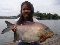 Pacu Fishing Thailand