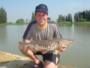 Tiger Catfish from the Amazon