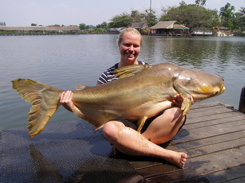 110lb Mekong giant catfish caught fishing in Bangkok