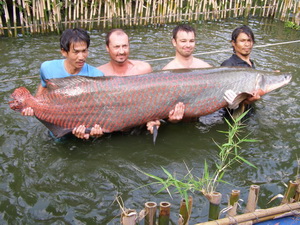 arapaima fishing in Bangkok