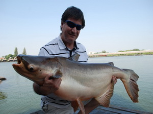 Mekong giant catfish - pla beuk