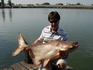 Giant Mekong catfish - pla beuk