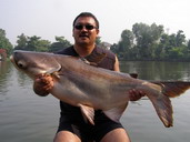 giant mekong catfish - bungsamran
