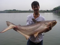 Fishing Bungsamran Lake Bangkok Thailand for Mekong giant catfish