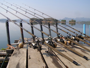 6 rod setup for rohu carp fishing in Thailand