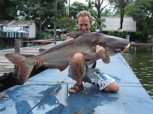 Giant Mekong catfish fishing in Thailand