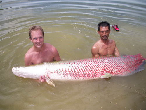 arapaima fishing Cha Am Thailand