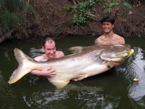 Bangkok's Best Fishing Lake - Bungsamran - More 100lb+ Fish Than Anywhere in Thailand