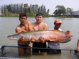 arapaima fishing in thailand
