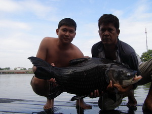 carp fishing thailand
