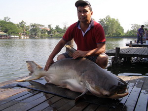 mekong giant catfish fishing in thailand