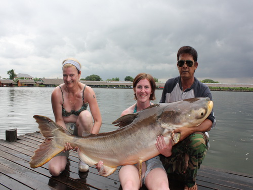 Lady fishing Bangkok 120lb Mekong Catfish