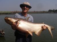 Mekong giant Catfish fishing at Bungsamran Lake in Bangkok