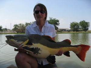Redtail catfish at IT Lake Monsters