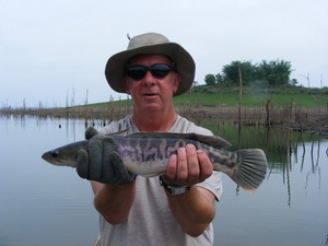 giant snakehead fishing in Thailand