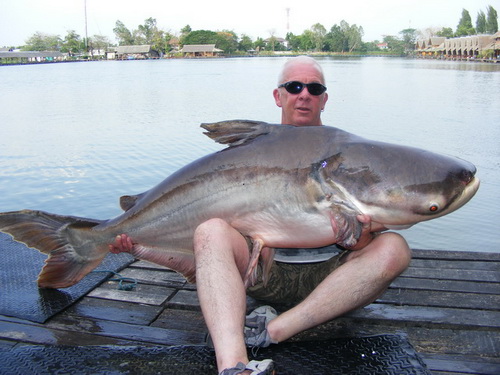 Mekong catfish fishing in Thailand produces fish like this 140lb specimen