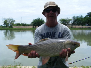 rohu (Indian Carp) caught on dead bait fishing at IT Lake Thailand