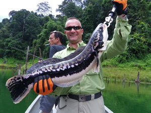 Giant Snakehead Fishing Malaysia