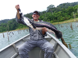 Giant Snakehead Fishing Malaysia