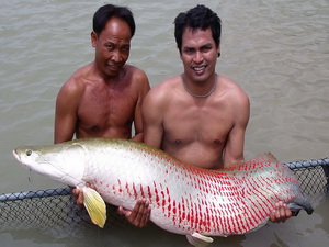 Fishing in Thailand for arapaima