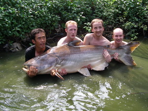 Giant Mekong Catfish Fishing in Bangkok